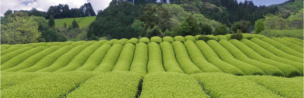 japanische Tee Plantage